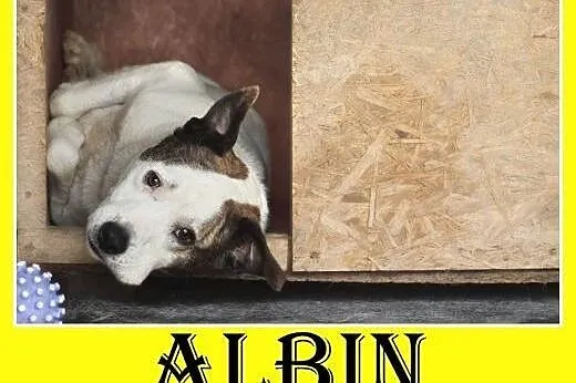 Amstaff mix,dla doświadczonych,aktywny pies ALBIN.