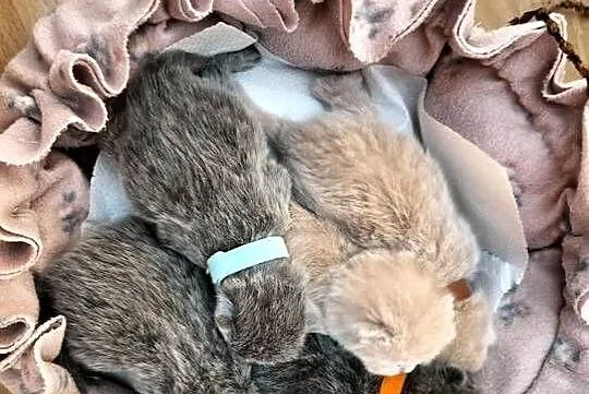 Śliczne kocięta brytyjskie Rodowód Międzynarodowy, Łódzkie, Łódź