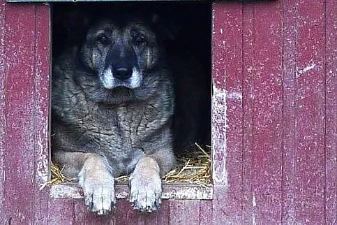Pies przywiązuje się do człowieka - człowiek przyw