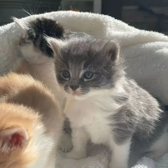 Kocieta Maine Coon... e-mail z aktualizacjami: {{legowikanna7@gmail.com}}