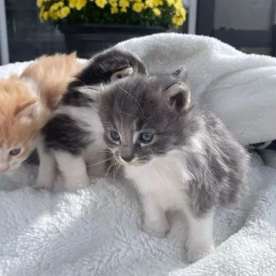 Kocieta Maine Coon... e-mail z aktualizacjami: {{legowikanna7@gmail.com}}, , Wrocławice