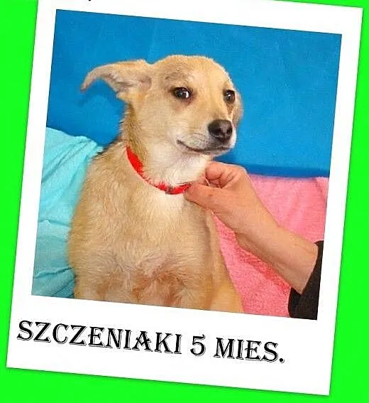 5 mies. szczeniaki,suczki mała,radosne,ks.zdrowia,