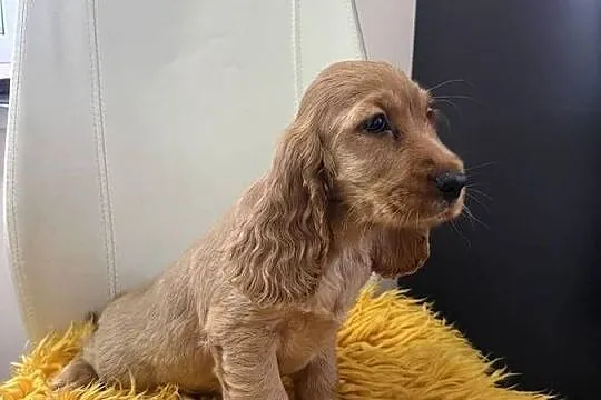Cocker spaniel