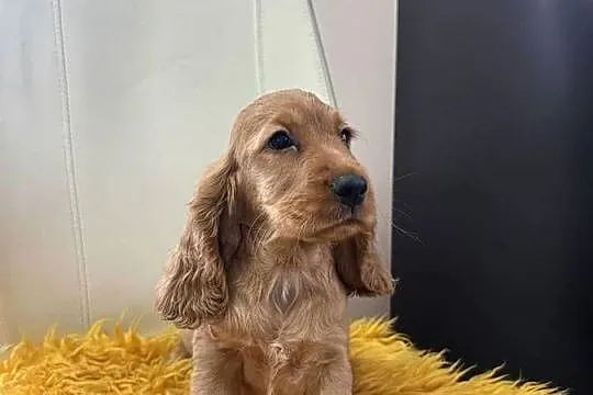 Cocker spaniel, Wielkopolskie, Kalisz