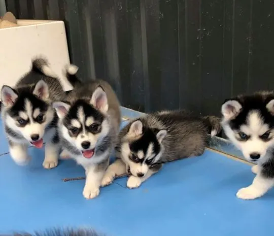 Urocze szczenięta rasy pomsky szukają kochających domów, Mazowieckie, Pruszków