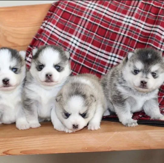 Urocze szczenięta rasy pomsky szukają kochających domów, Mazowieckie, Pruszków