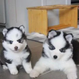 Urocze szczenięta rasy pomsky szukają kochających domów