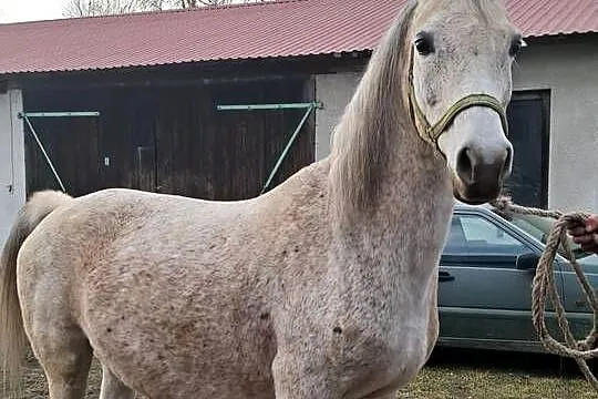 Klacz Czystej Krwi Arabskiej2