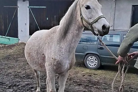 Klacz Czystej Krwi Arabskiej2, Świętokrzyskie, Piórków