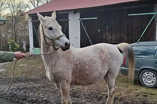 Klacz Czystej Krwi Arabskiej2, Świętokrzyskie, Piórków