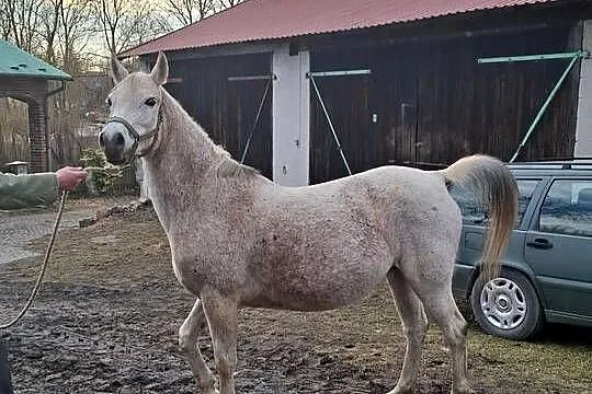 Klacz Czystej Krwi Arabskiej2, Świętokrzyskie, Piórków