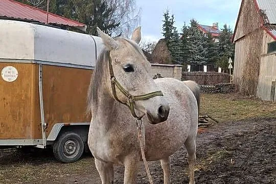 Klacz Czystej Krwi Arabskiej2, Świętokrzyskie, Piórków