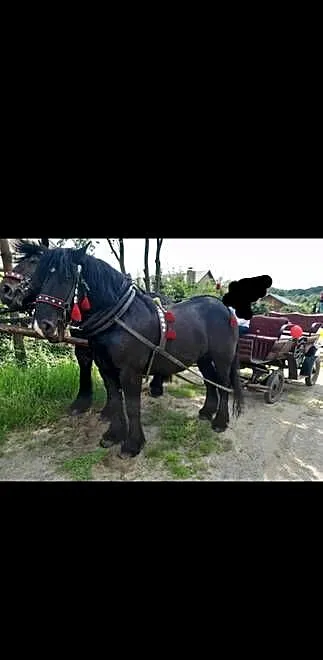 Klacz zimnokrwista, Podkarpackie, Sanok