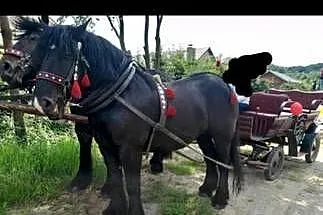 Klacz zimnokrwista, Podkarpackie, Sanok