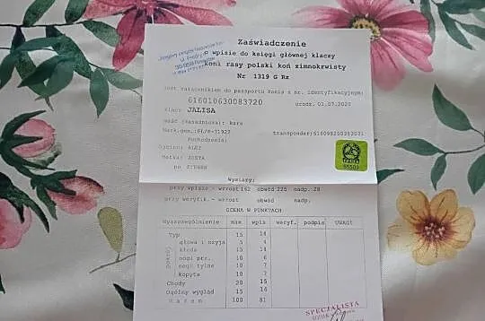 Klacz zimnokrwista, Podkarpackie, Sanok