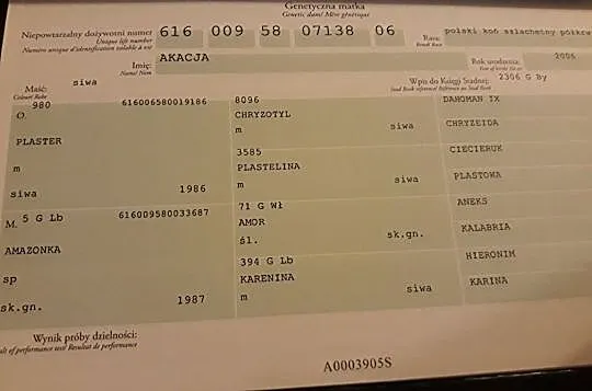 Klacz 5 lata, , 