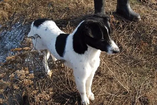 Łatek, który bardzo źle znosi pobyt w przytulisku