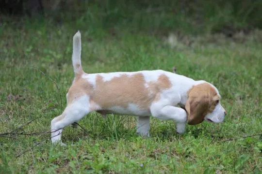 Szczeniaczek Beagle piesek po Championie Polski ZKwP, , Aleksandria Pierwsza