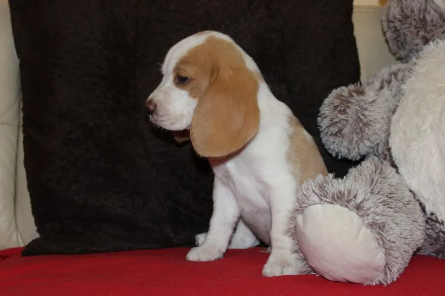 Szczeniaczek Beagle piesek po Championie Polski ZKwP, , Aleksandria Pierwsza