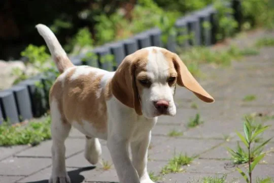 Szczeniaczek Beagle piesek po Championie Polski ZKwP, , Aleksandria Pierwsza