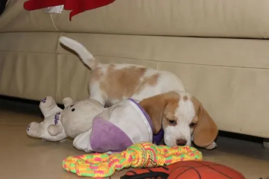 Szczeniaczek Beagle piesek po Championie Polski ZKwP, , Aleksandria Pierwsza