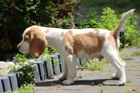Szczeniaczek Beagle piesek po Championie Polski ZKwP, , Aleksandria Pierwsza