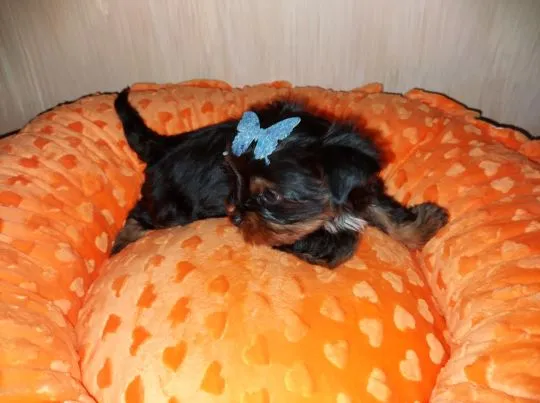 Yorkshire Terrier Black Tan Chłopczyk na sprzedaż, , Rumia