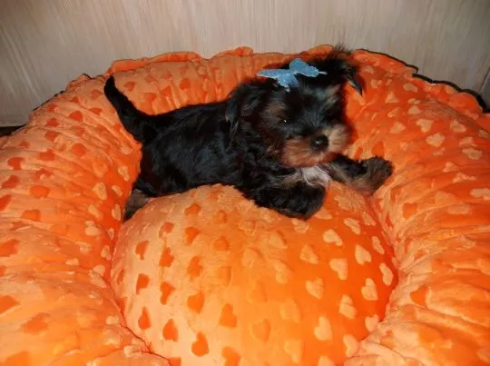 Yorkshire Terrier Black Tan Chłopczyk na sprzedaż, , Rumia