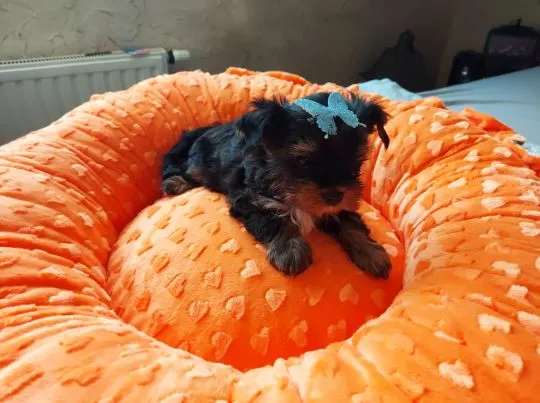 Yorkshire Terrier Black Tan Chłopczyk na sprzedaż, , Rumia