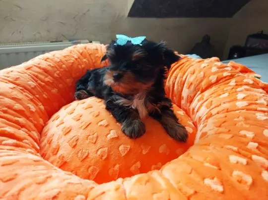 Yorkshire Terrier Black Tan Chłopczyk na sprzedaż, , Rumia