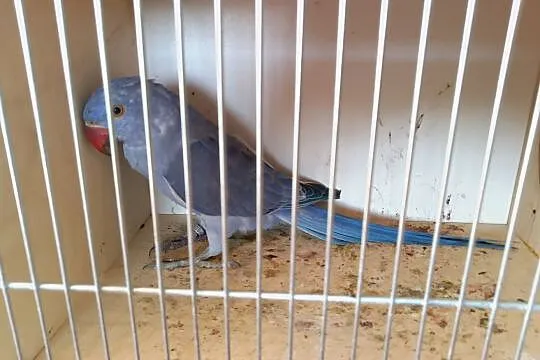 Aleksandretty Obrożne violety w odmianach Aleksandretta, Zachodniopomorskie, Szczecin