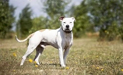 Piękny, młody amstaff Nero szuka dobrego domu, Am