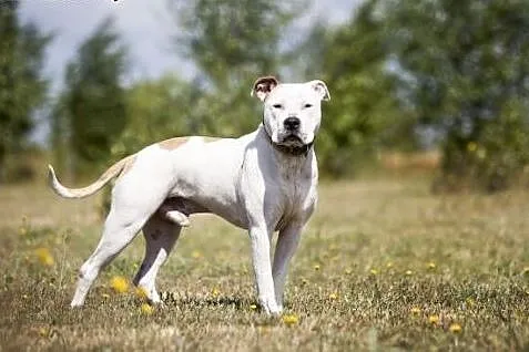 Piękny, młody amstaff Nero szuka dobrego domu, Amstaff cała Polska