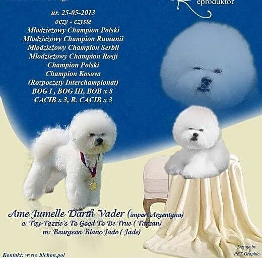 Bichon Frise oferta krycia, pomorskie Gdańsk