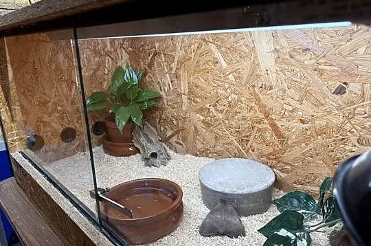 Terrarium osb 90cm, Mazowieckie, Warszawa