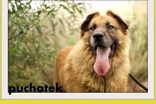 PUCHATEK,duży 40 kg pies stróżujący do domu z ogro