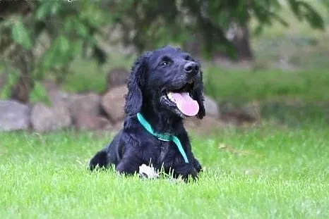 Spaniel szuka domu,  dolnośląskie Wrocław