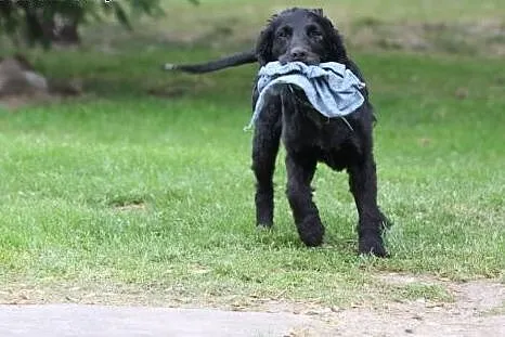 Spaniel szuka domu,  dolnośląskie Wrocław