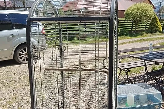 Samiec Amazonka niebieskoczelna, Małopolskie, Chyżne