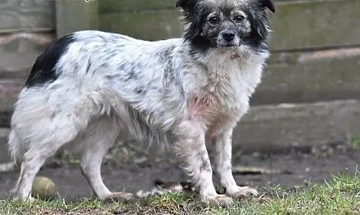 Duszka 4letnia maleńka sunia do adopcji., małopol
