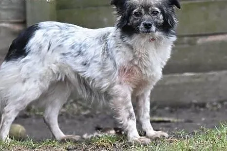 Duszka 4letnia maleńka sunia do adopcji.,  małopol