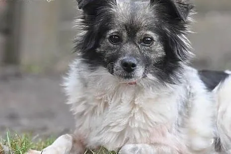 Duszka 4letnia maleńka sunia do adopcji.,  małopol