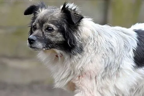 Duszka 4letnia maleńka sunia do adopcji.,  małopol