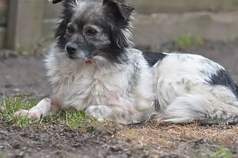 Duszka 4letnia maleńka sunia do adopcji.,  małopol