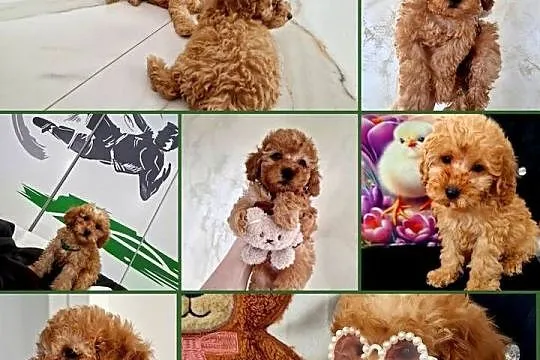 Pudel toy Red po tatusiu FCI gotowy na zmianę domu, Podkarpackie, Jasło