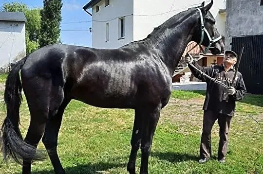 Konie Lądek, 