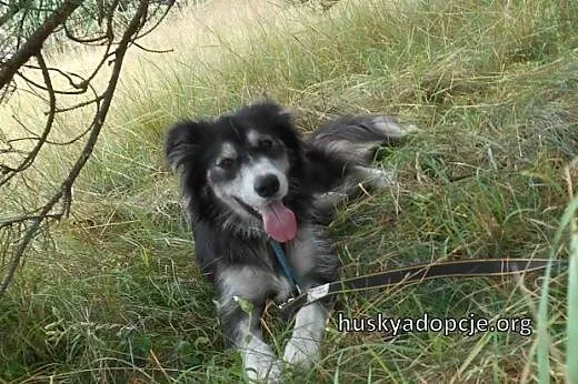 CARMEN- młoda i łagodna suczka mix husky do adopcj