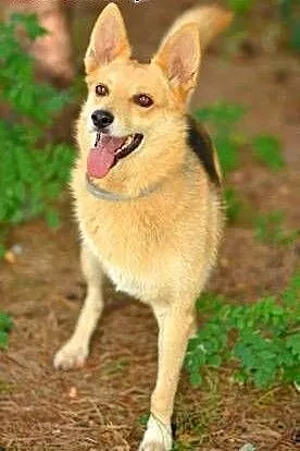 FABIA - 6 letnia, wesoła i kochana trójłapka do adopcji, mazowieckie Warszawa, Mazowieckie, Warszawa