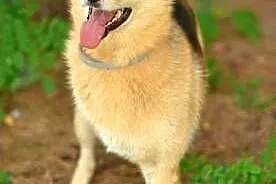 FABIA - 6 letnia, wesoła i kochana trójłapka do adopcji,  mazowieckie Warszawa, Mazowieckie, Warszawa