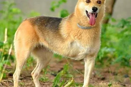 FABIA - 6 letnia, wesoła i kochana trójłapka do adopcji,  mazowieckie Warszawa, Mazowieckie, Warszawa